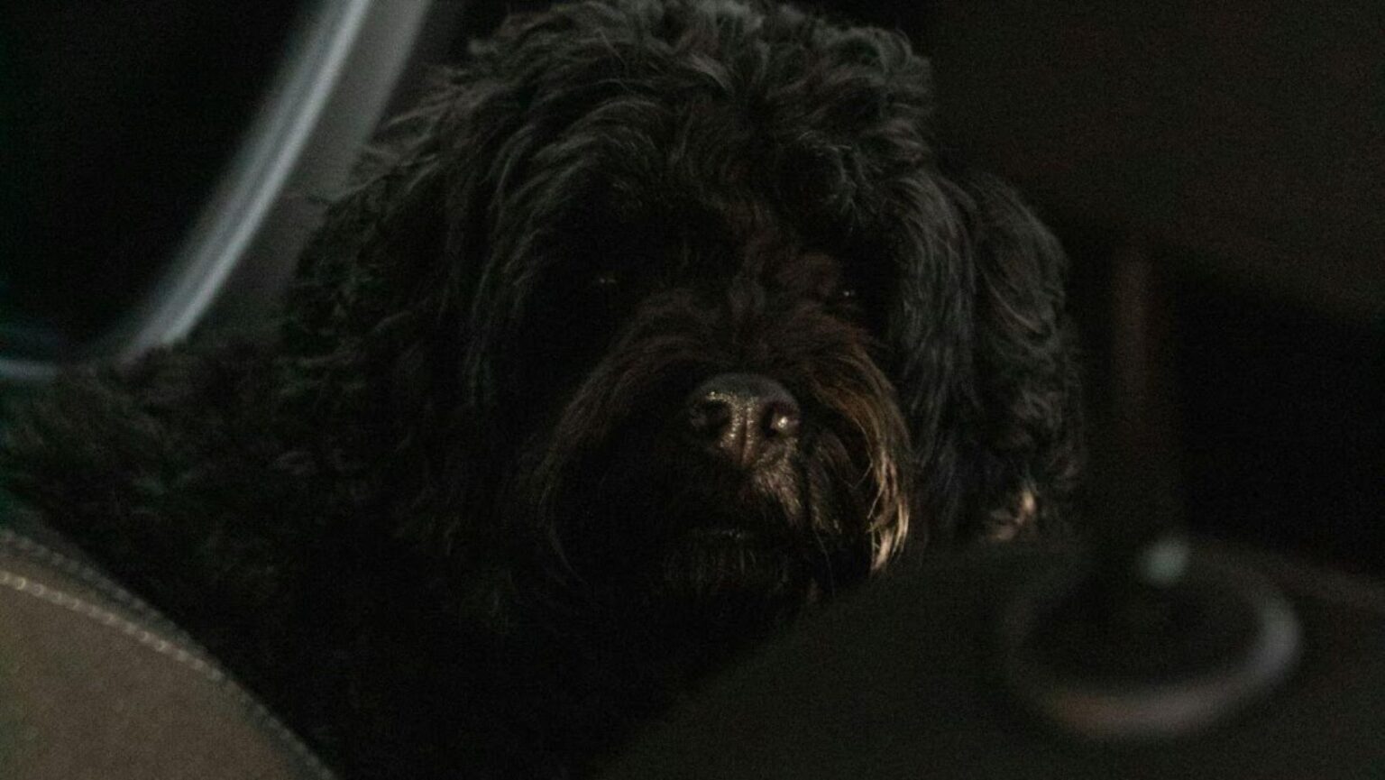 Tips for a Safe and Fun Camping Adventure With Your Dog